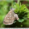 neolycaena rhymnus female1a